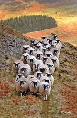 rebaño ovejas scotland